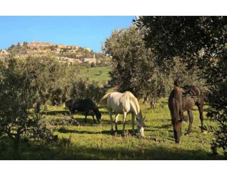 Near The Sea Big Panoramic House 2 Terraces In Lovely Village Montiano  Εξωτερικό φωτογραφία